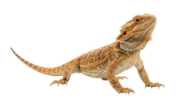 Bearded dragon lizard standing isolated on transparent background