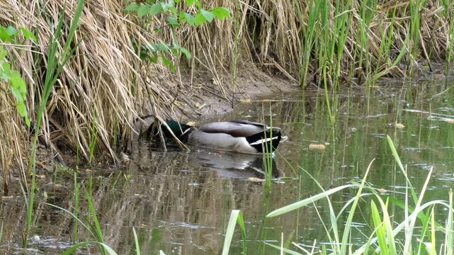 Mallard duck swimming near shore