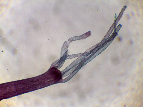Hydra Freshwater Polyp Extended Tentacles Full Body View Light Microsc