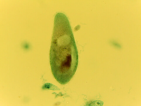 Paramecium Single Cell Food Vacuole Contractile Vacuole Light Micro