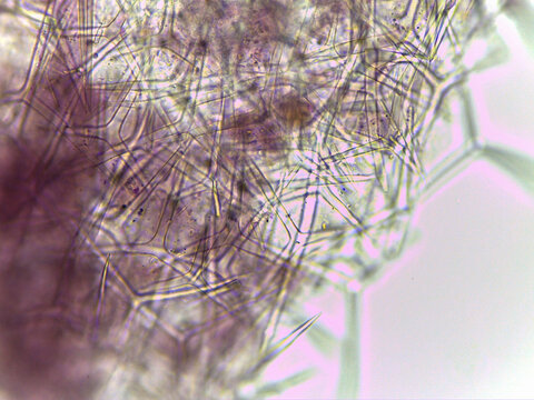 Leucosolenia Calcareous Sponge Spicule Network Close-Up Microsc