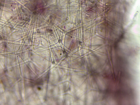 Leucosolenia Calcareous Sponge Spicule Network Close-Up Microsc