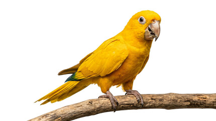 Obraz premium Yellow parrot perched on branch isolated on transparent background