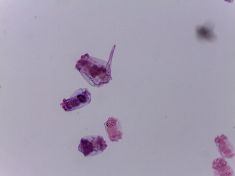 Brachionus Rotifer Multiple Specimens Lorica Morphology Light Micros