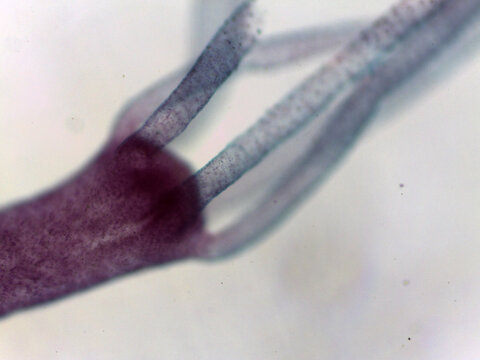 Hydra Freshwater Polyp Extended Tentacles Full Body View Light Microsc