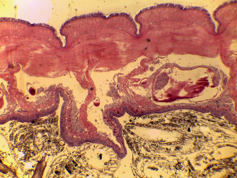 Earthworm Posterior Region Cross Section Internal Anatomy Light Microscopy