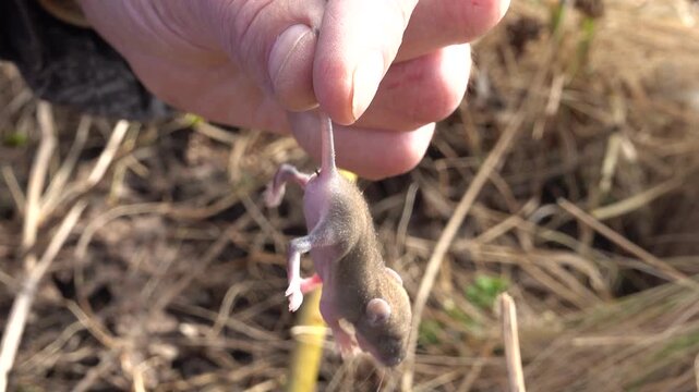 A seven day old baby of Norway rat (Rattus norvegicus) from a wild suburban population. Rodents should be held by the tail in order to protect themselves. Macro