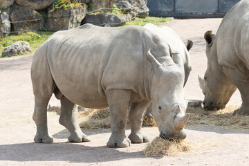Fototapeta premium white rhino in zoo