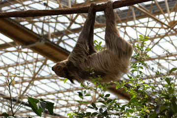 Fototapeta premium Sloth