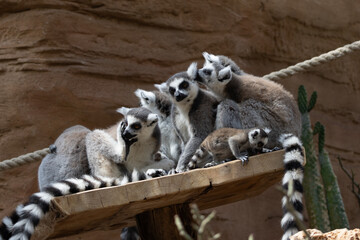 Fototapeta premium Family of lemurs