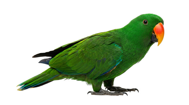 Green parrot with orange beak standing isolated on transparent background
