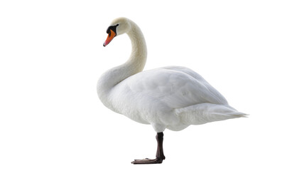 Fototapeta premium Elegant White Swan Bird Standing with Curved Neck and Orange Beak