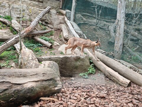 Karakal in enclosure at Zoo Jihlava exotic wildcat animal