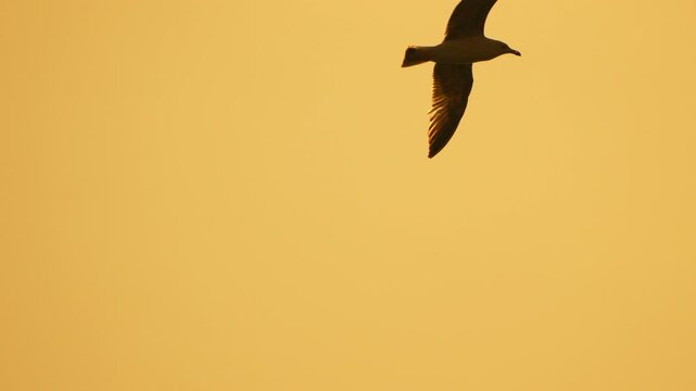 Seagull flying sunset seagull silhouette gliding through a golden orange sky during a serene sunset at the coast
