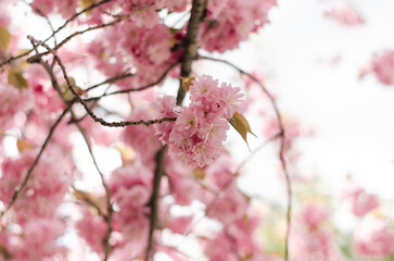 Obraz premium Beautiful double-flowered Japanese cherry blossom tree in spring garden. Soft pastel pink floral background for spring season.