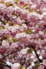 Naklejka premium Beautiful double-flowered Japanese cherry blossom tree in spring garden. Soft pastel pink floral background for spring season.