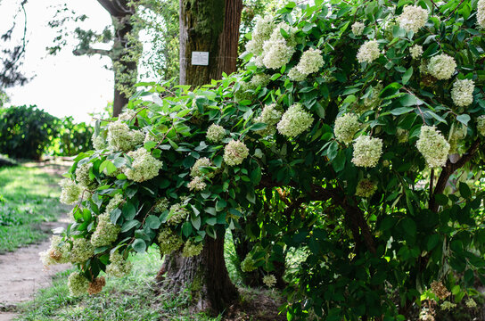 Lush panicle hydrangea bush with large white and lime green flower heads blooming in a sunny summer garden.