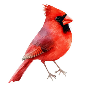 Cardinal, charming watercolor vector with soft tones and graceful design, isolated on a white background.