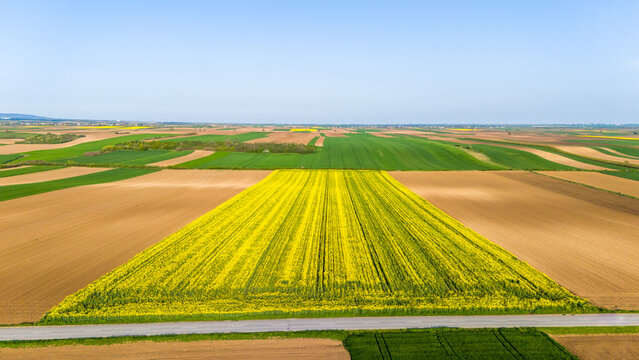 Aerial view of brilliant yellow rapeseed fields contrasting with dark brown soil and verdant green crops under a clear sky, Sremska Mitrovica, Vojvodina, Serbia.