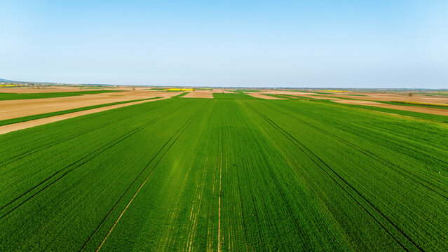 Aerial view of vast agricultural fields painted in contrasting emerald green and earthy brown, stretching under a clear blue sky, Sremska Mitrovica, Serbia.