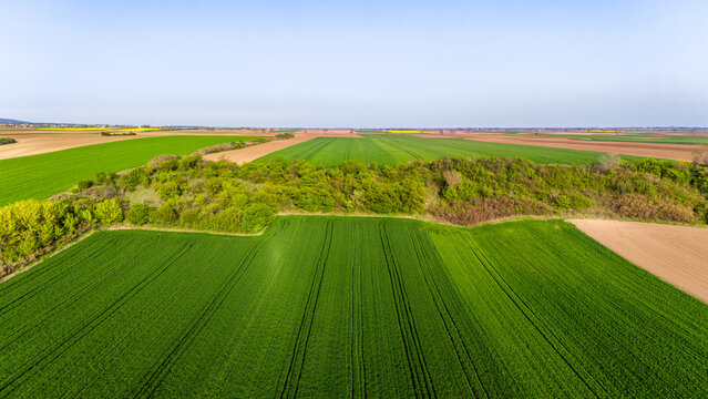 Aerial view of vibrant green fields contrasting with warm brown soil, a dense treeline cutting through the landscape, Sremska Mitrovica, Serbia.