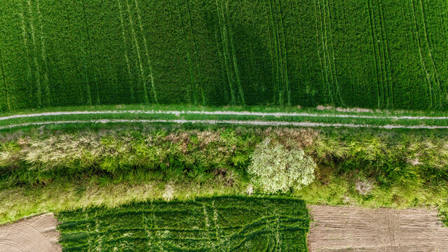 Aerial view of strikingly contrasting emerald fields and rich brown soil separated by a winding dirt path and a vibrant green tree line, Sremska Mitrovica, Serbia.