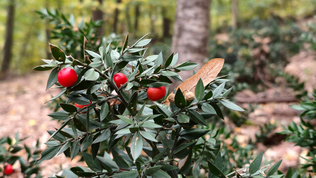 ruscus hyrcanus plant with red berries