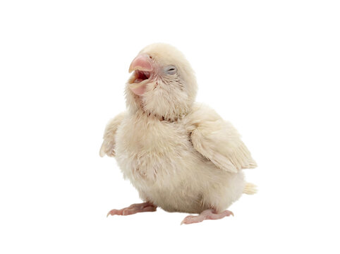 Cute white baby parrot standing and looking up isolated on transparent background