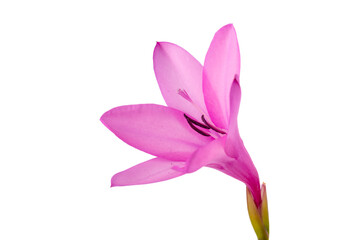 Obraz premium Pink crimson flag lily flower blossoming on white background