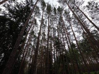 Fototapeta premium Tall straight pine trees (Pinus) in a dense dark forest with green spruce understory. Moody woodland landscape, raw nature background.