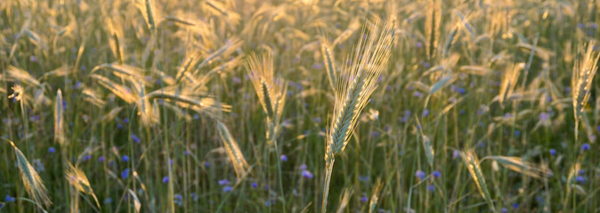 Obraz premium Rye Secale cereale field at golden sunset with ripening ears swaying in warm light, symbolizing wheat agriculture, harvest season and sustainable food production with natural rural landscape
