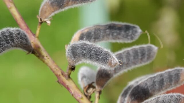 Lupin plant seed pods macro close up scene stock footage