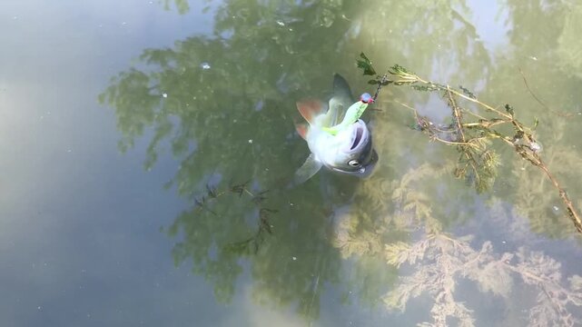 European Chub (Squalius cephalus) Splashing on Water Surface Hooked on Lure