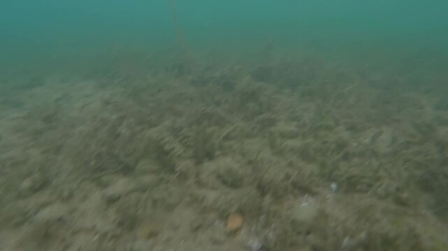 Underwater POV swimming over the muddy lakebed covered with aquatic plants and green algae in freshwater lake in Albania.