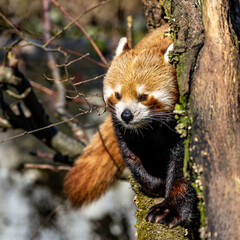 Fototapeta premium The red panda, Ailurus fulgens, also called the lesser panda.