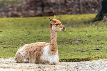 Fototapeta premium Vicunas, Vicugna Vicugna, relatives of the llama in a German park