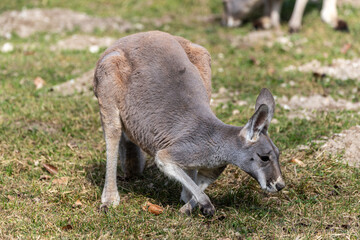 The red kangaroo, Macropus rufus is the largest of all kangaroos and the largest extant marsupial. © rudiernst