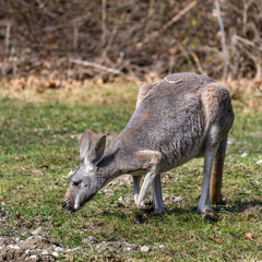 The red kangaroo, Macropus rufus is the largest of all kangaroos and the largest extant marsupial. © rudiernst