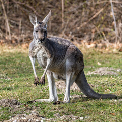The red kangaroo, Macropus rufus is the largest of all kangaroos and the largest extant marsupial. © rudiernst