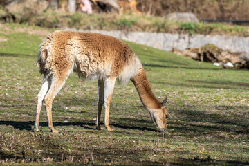 Fototapeta premium Vicunas, Vicugna Vicugna, relatives of the llama in a German park