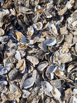 Oyster shells scattered in the background