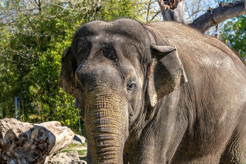 Fototapeta premium The Asian elephant, Elephas maximus also called Asiatic elephant