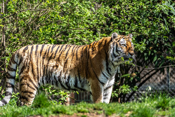 Obraz premium The Siberian tiger,Panthera tigris altaica in a park