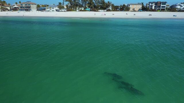 Two dolphins move gracefully through the clear waters close to Bradenton Beach, with a view of the shoreline and distant buildings. Suitable for marine life documentaries or travel content.