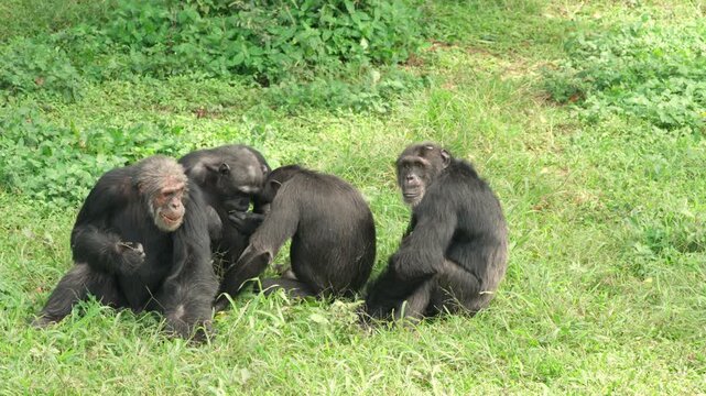 A Chimpanzee family sitting and eating together in Ngamba Island Chimpanzee Sanctuary Uganda
