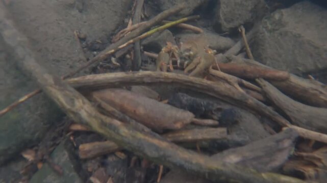 Wild freshwater crayfish (Astacoidea) crawling on stony riverbed in shallow clear stream. Macro wildlife nature shot.