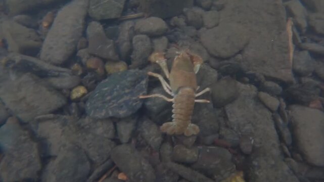 Wild freshwater crayfish (Astacoidea) crawling on stony riverbed in shallow clear stream. Macro wildlife nature shot.