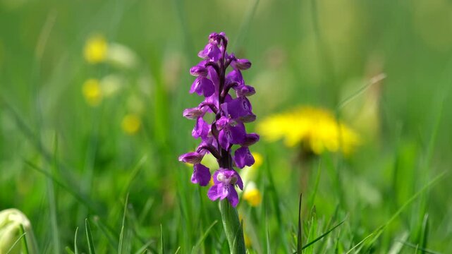 A vibrant purple coloured Green Winged Orchid flower growing in a meadow on a sunny Spring day, Worcestershire, England.
