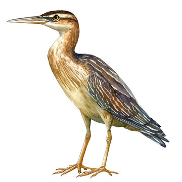 Bittern, delicate watercolor illustration vector with soft and elegant colors, isolated on a white background.