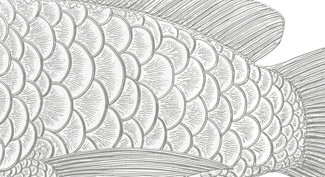 Detailed illustration of a fish's scaled body and fins on a white background in a realistic style similar to a (157).ai file